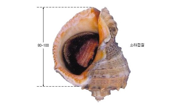 주꾸미소호