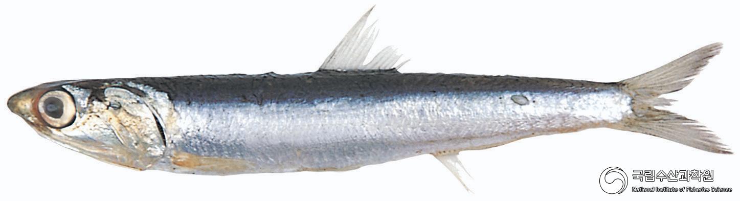 멸치