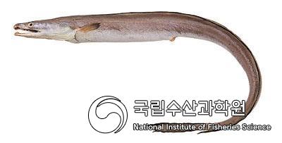 갯장어