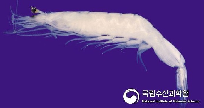 젓새우