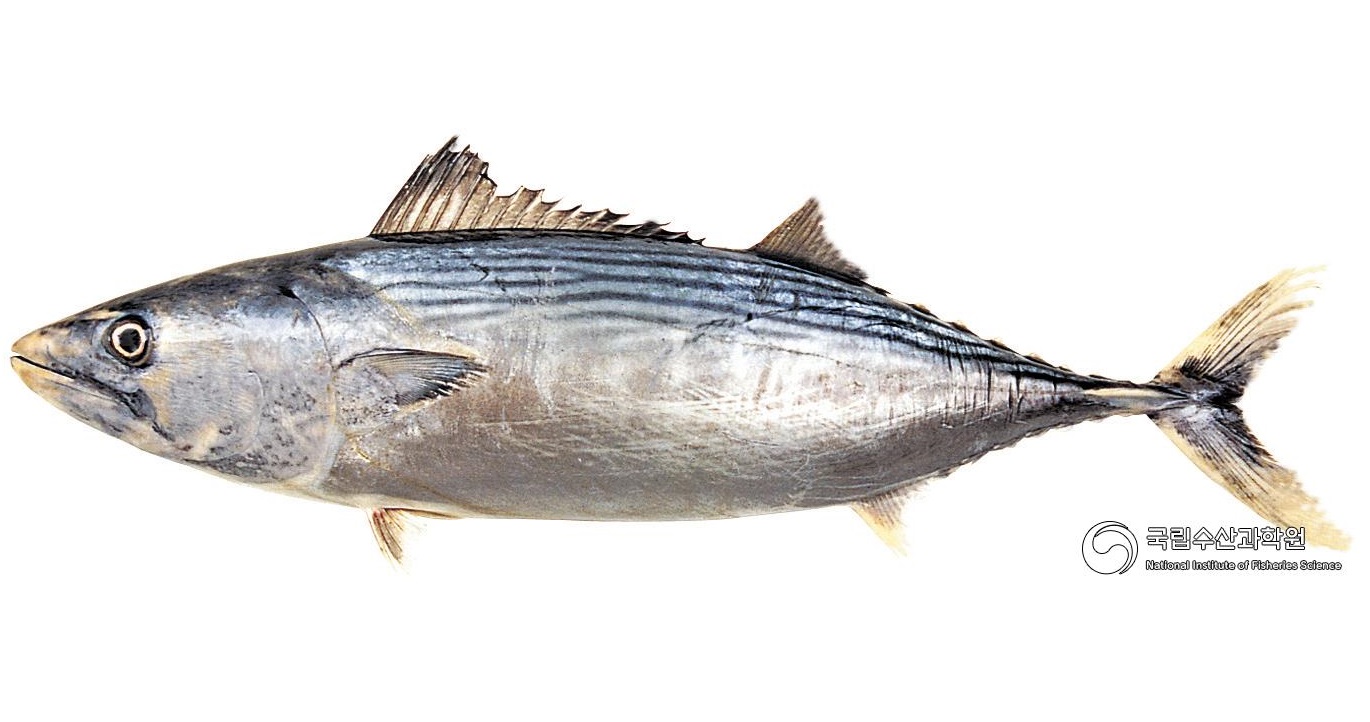 줄삼치