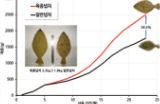 넙치 양식기술개발 및 유전체 기반 생산성 고도화