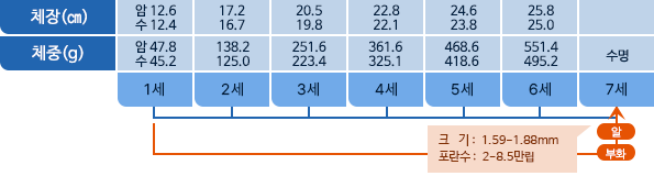덕대 체장,체중 표사진