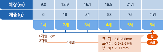 도루묵 체장,체중 표사진