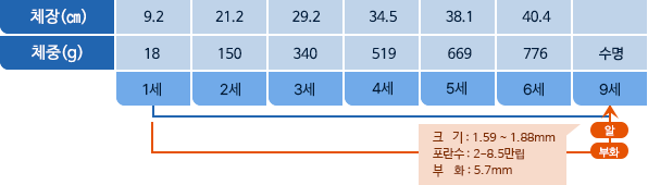 갈치 체장,체중 표사진