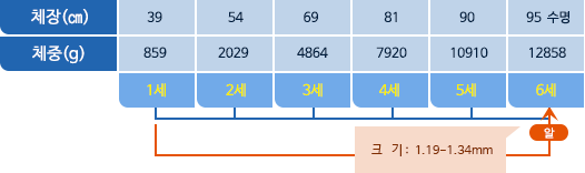 방어 체장,체중 표사진