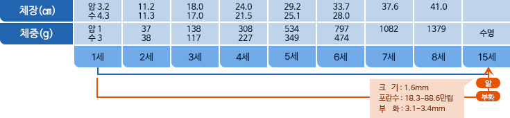 갯장어 체장,체중 표사진