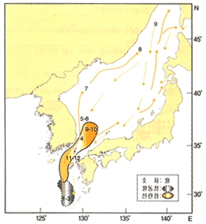 꽁치 이동사진