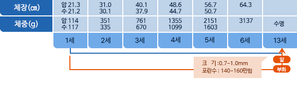 넙치 체장,체중 표사진