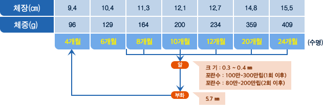 꽃게 체장,체중 표사진