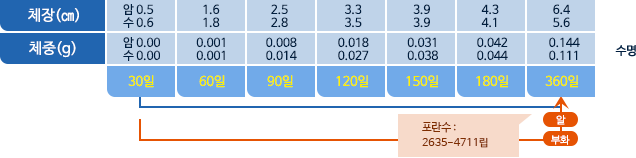 젓새우 체장,체중 표사진