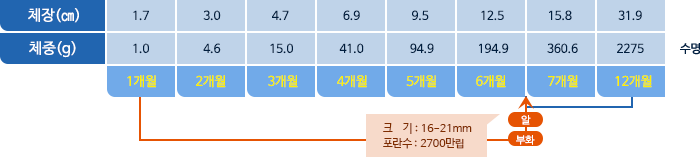 참갑오징어 체장,체중 표사진