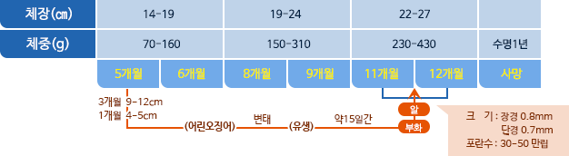 살오징어 체장,체중 표사진