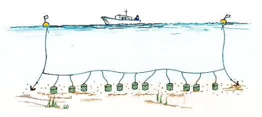 통발(게)