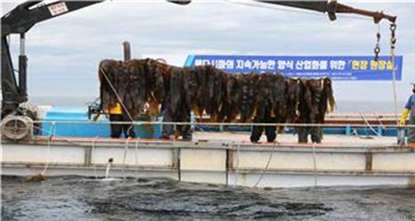 양식기법을 적용한 용다시마 복원 및 산업화 기반 구축