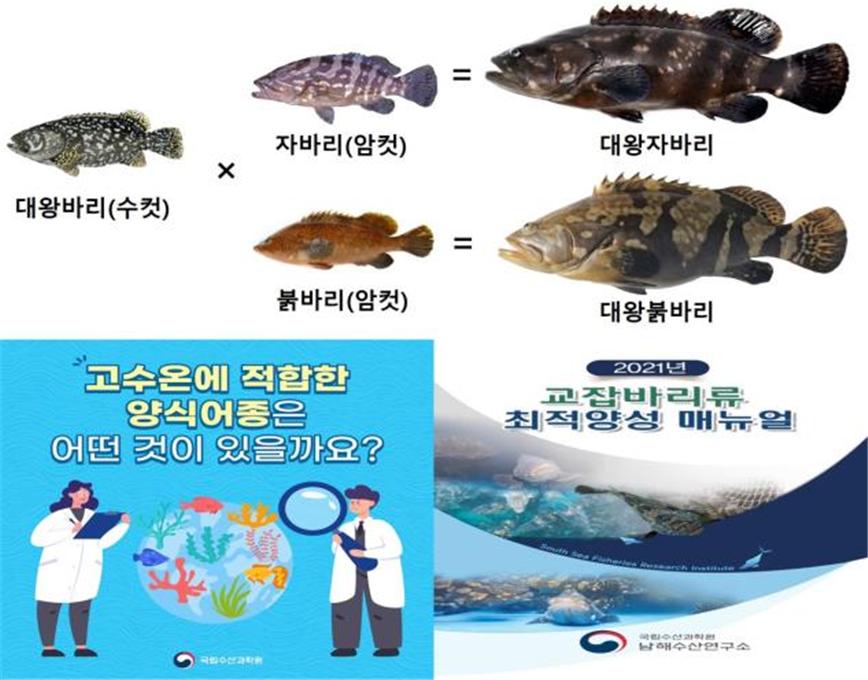 고수온 대응 고부가가치 양식품종 교잡바리 양성기술 개발