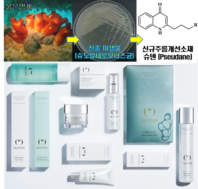 붉은멍게 유래 미생물에서 찾은 신규 주름개선 소재 개발 및 사업화