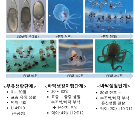 국내 최초 어린 대문어 시험양식 성공