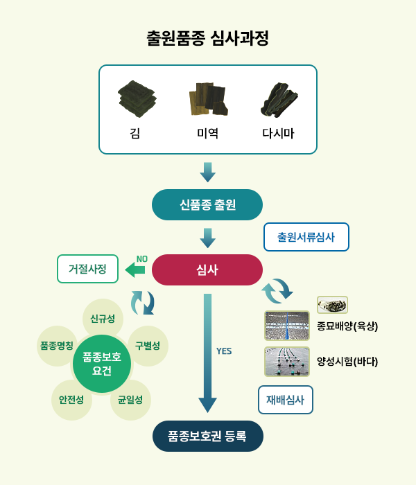 출원품종 심사과정 : 김, 미역, 다시마 → 신품종 출원 → 출원서류 심사 → 통과 시 품종보호권 등록, 거절 시 거절사정 → 품종보호 요건(신규성, 구별성, 균일성, 안전성, 품종명칭), 재배심사(종묘배양-육상, 양성시험-바다) 재심사하여 통과 시 품종보호권 등록