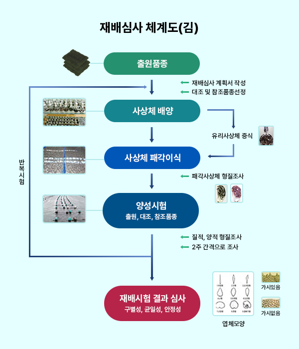 재배심사 체계도(김) : 1.출원품종 : 재배심사 계획서 작성, 대조 및 참조품종 선정 → 2. 사상체 배양 : 유리사상체 증식 → 3. 사상체 패각이식 : 패각사상체 형질조사 → 4. 양성시험(출원, 대조, 참조품종) : 질적, 양적 형질조사, 2주 간격으로 조사 →  5. 재배시험 결과 심사(구별성, 균일성, 안정성) / 엽체모양(가시있음/가시없음), 심사 통과 못한 경우 2~4번 단계를 반복시험