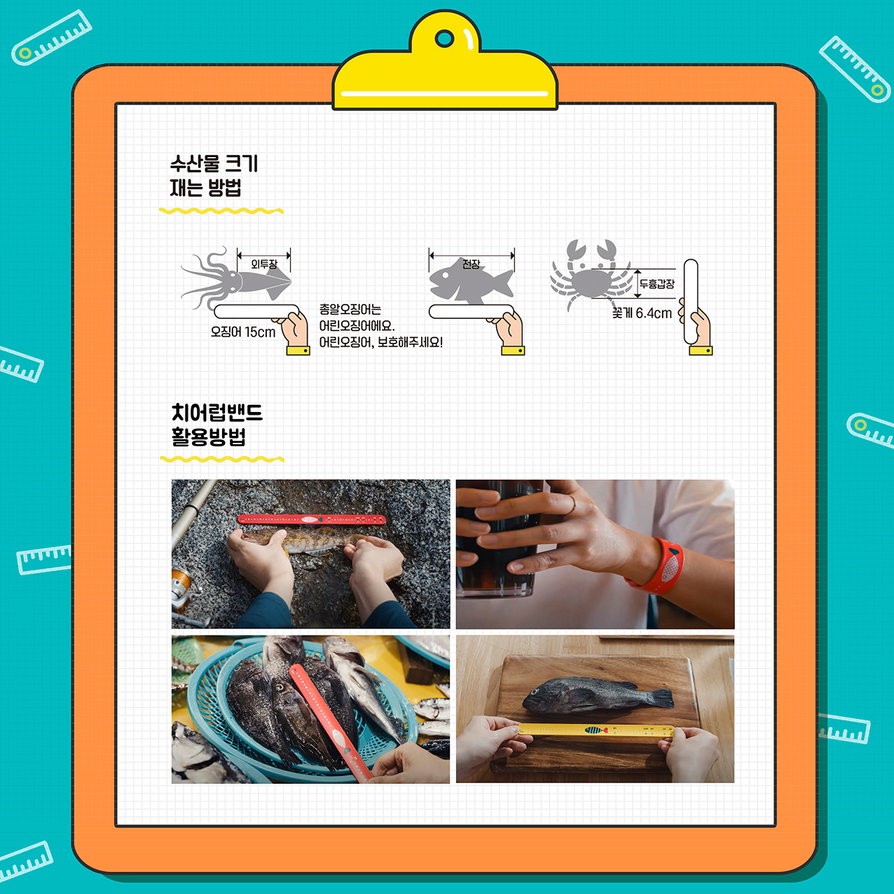 수산물 크기 재는 방법 - 오징어(외투장) 15cm 총알오징어는 어린오징어에요. 어린오징어 보호해 주세요! 생선(전장), 꽃게(두흉갑장) 6.4cm / 치어럽밴드 활용방법