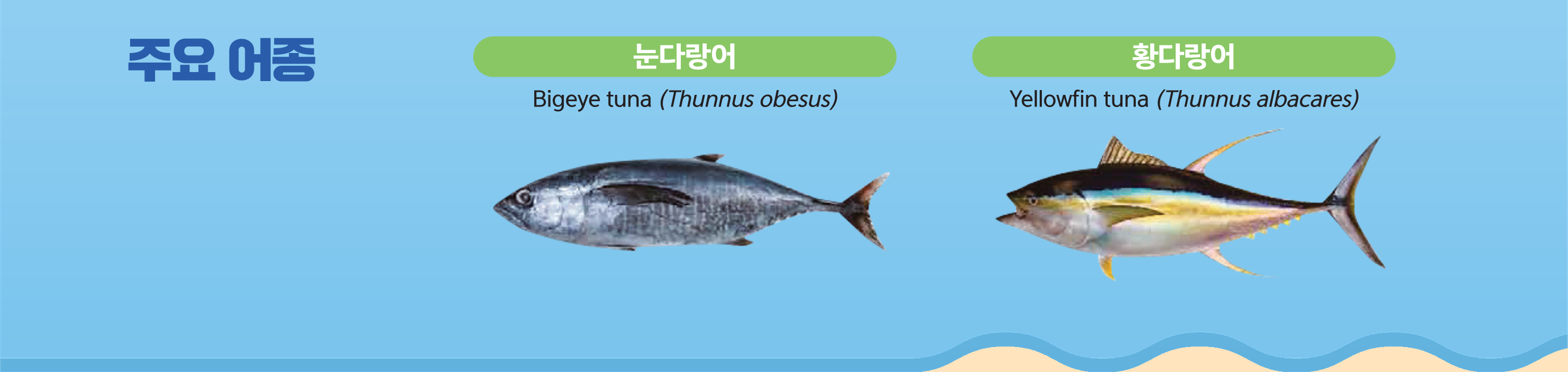 주요어종 - [왼쪽]눈다랑어 Bigeye tuna(thunnus obesus) [오른쪽]화다랑어 Yellowfin tuna(thunnus albacares)