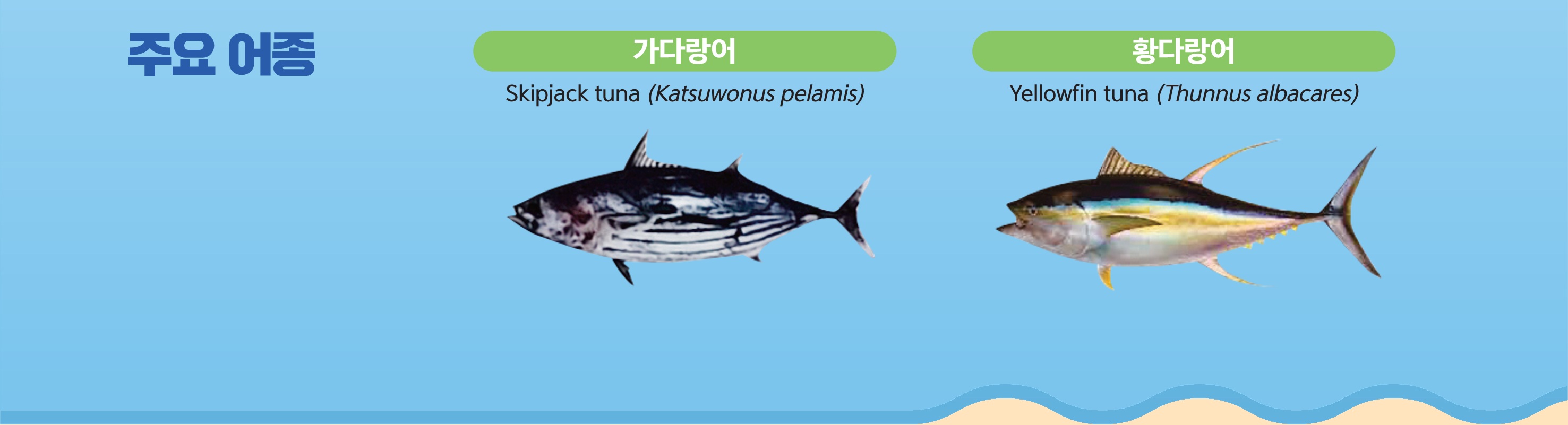 주요어종 - [왼쪽]눈다랑어 Bigeye tuna(thunnus obesus) [오른쪽]화다랑어 Yellowfin tuna(thunnus albacares)