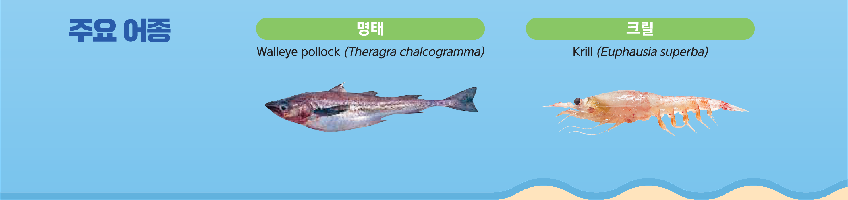 주요어종 - [왼쪽]명태 Walleye pollock (Theragra chalcogramma) [오른쪽]Krill (Euphausia superba)