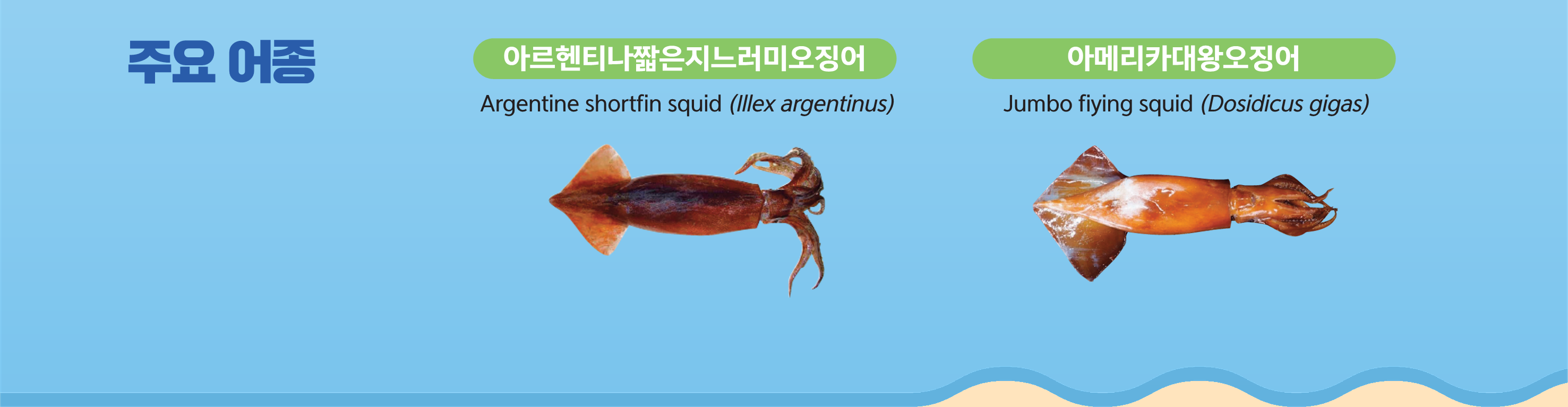 주요어종 - [왼쪽]아르헨티나짧은지느러미오징어 Argentine shortfin squid(lllex argentinus) [오른쪽]아메리카대왕오징어 Jumbo fiying squid(Dosidicus gigas)