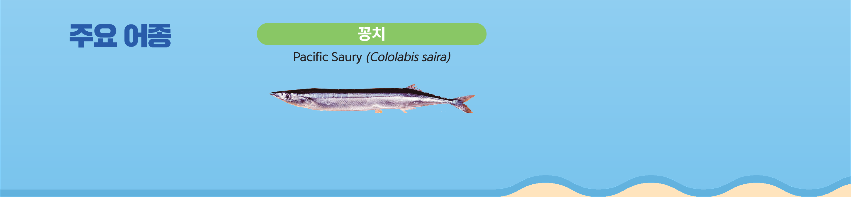 주요어종 - 꽁치 Pacific Saury(Cololabis saira)