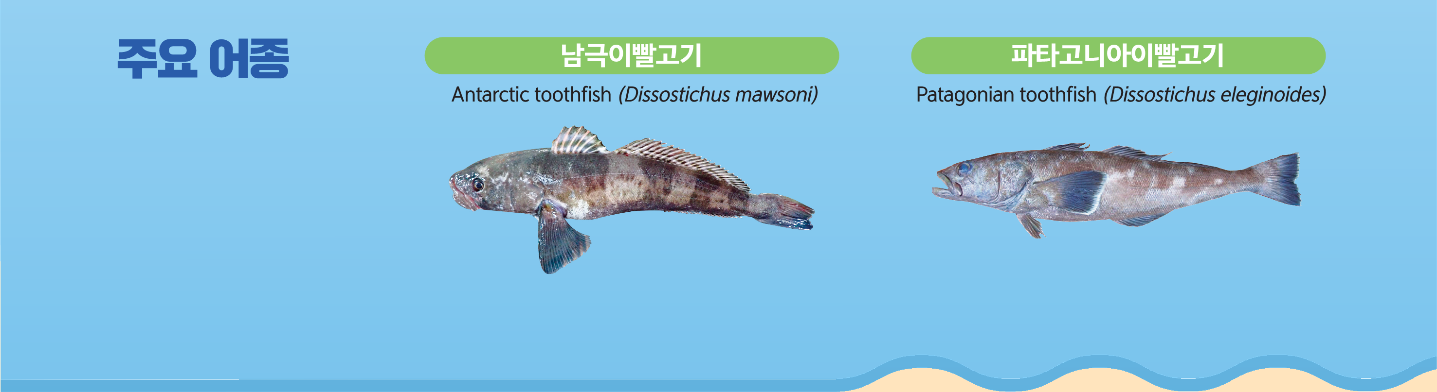 주요어종 - [왼쪽]남극이빨고기 Antarctic toothfish(Dissostichus mawsoni) [오른쪽]파타고니아이빨고기 Patagonian toothfish(Dissostichus eleginoides)