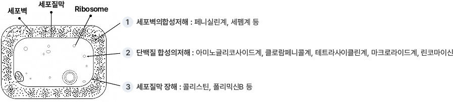 세포벽, 세포질막, Ribosome의 위치 안내 / 1.세포벽의합성저해 : 페니실린계, 세펨계 등 2.단백질 합성의저해 : 아미노글리코사이드계, 클로람페니콜계, 테트라사이클린계, 마크로라이드계, 린코마이신 3.세포질막 장해 : 콜리스틴, 폴리믹신B 등