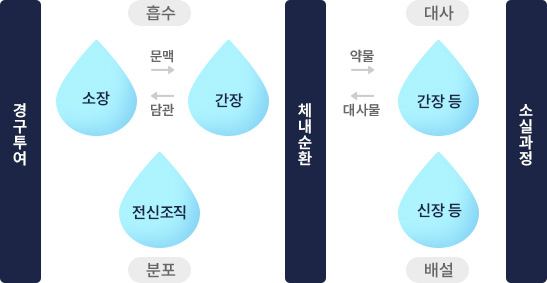 경구투여→소장과 간장에서 흡수하여 문맥, 담관을 통해 이동, 전신조직에 분포→체내순환→약물과 대사물이 간장 등을 통해 대사, 신장 등을 통해 배설→소실과정