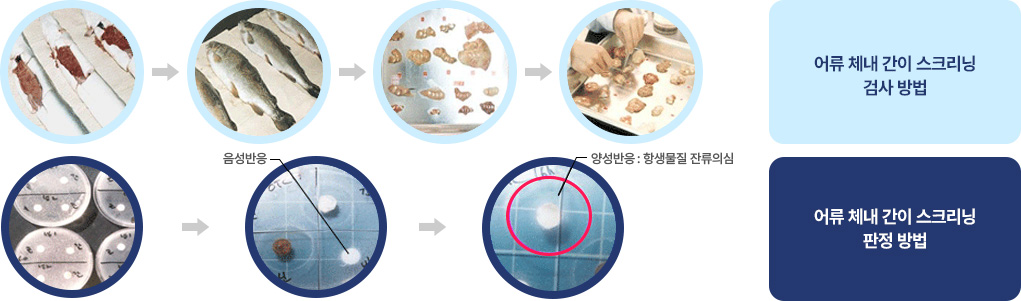 어류 체내 간이 스크리닝 검사 방법과 어류 체내 간이 스크리닝 판정 방법 순서 및 음성반응, 양성반응(항생물질 잔류의심) 사진