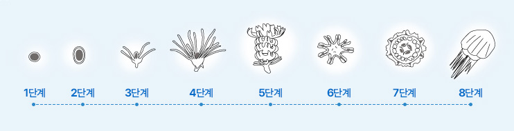 해파리의 성장형태를 1단계부터 8단계까지 표현한 그림
