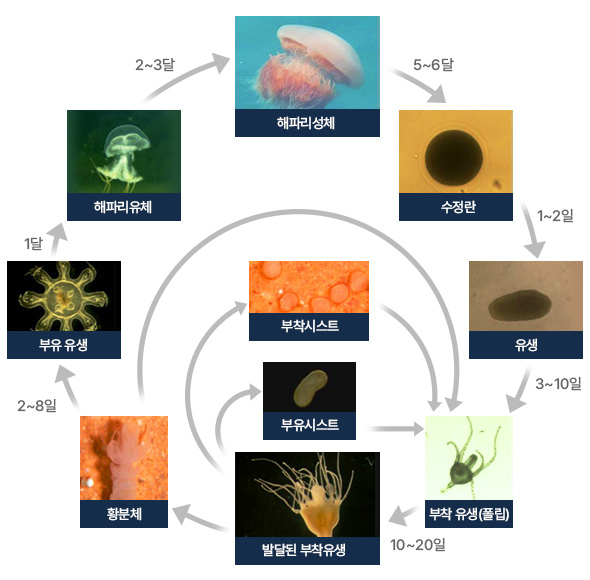 수정란 → (1-2일) → 유생 → (3-10일) → 부착 유생(폴립) → (10-20일) → 발달된 부착유생 → 부유시스트에서 부착 유생(폴립)으로 돌아가거나 부착시스트에서 부착 유생(폴립)으로 돌아가거나 3-15일 이후 황분체로 진행 → 부착 유생(폴립)으로 돌아가거나 2-8일 이후 부유 유생으로 진행 → (1달) → 해파리 유체 → (2-3달) → 해파리 성체  → (5-6달) → 수정란부터 다시 시작
