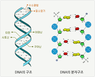 DNA의 구조(수소결합, 질소염기, 아데닌, 티민, 시토신, 구아닌으로 구성), DNA의 분자구조 이미지