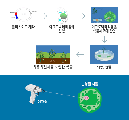플라스미드제작-아그로박테리움에 삽입-아그로박테리움을 식물세포에 감염-유용유전자를 도입한 식물-배양,선발