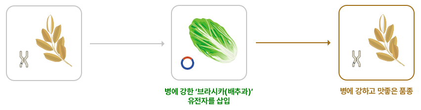 병에 강한 '브라시카(배추과)'유전자를 삽입하여 병에 강하고 맛좋은 품종을 만들어냄