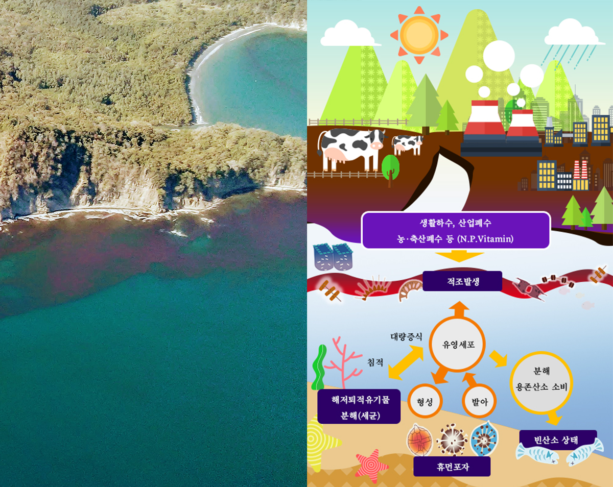 적조발생 안내 이미지 : 1. 생활하수, 산업폐수, 농·축산폐수 등 (N.P.Vitamin) → 적조발생, 2. 해저퇴적유기물 분해(세균)의 침적으로 유영세포 대량증식 → 적조발생, 3. 휴먼포자 발아로 유영세포 형성 → 적조발생, 4. 유영세포 분해 용존산소 소비 → 빈산소 상태