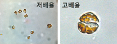 카레니아 미키모토이 저배율/고배율 이미지