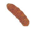 코클로디니움(Cochlodinium) 이미지