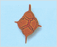 Dictyocha fibula 이미지