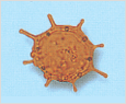 Dictyocha speculum 이미지