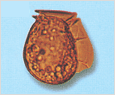 Dinophysis fortii 이미지