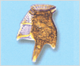 Dinophysis tripos 이미지