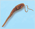 Eutreptiella gymnastica 이미지