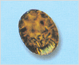 Fibrocapsa japonica 이미지
