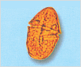 Gymnodinium catenatum 이미지