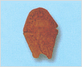 Akashiwo sanguinea 이미지
